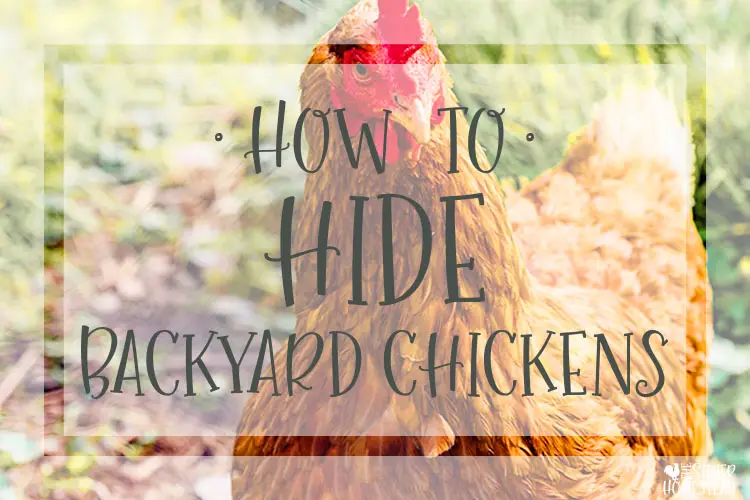 how to hide backyard chickens
