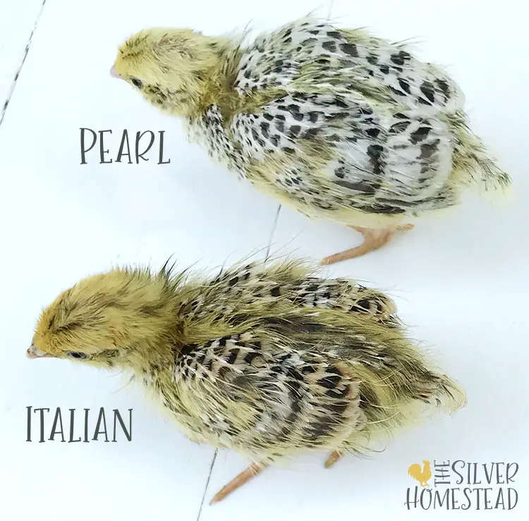coturnix quail italian vs compared to pearl fee chick labeled pictures side by side