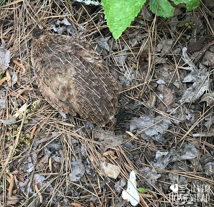Quail Are Allowed by Your HOA coturnix quail hen