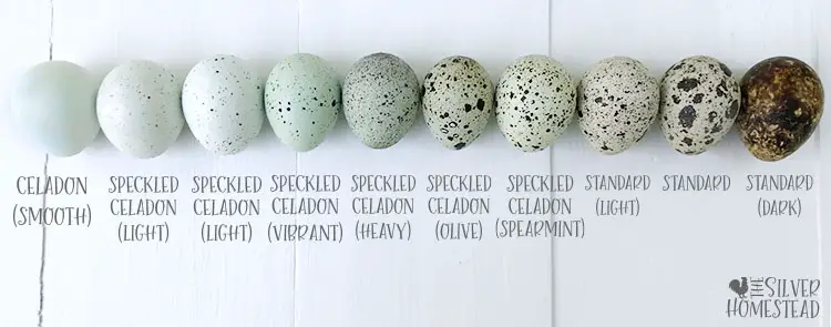 row of rare colored coturnix quail eggs