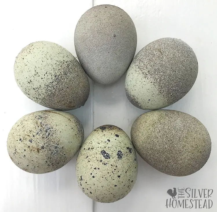 weird quail eggs celadon gray moon rock quail egg with gritty texture grey lavender speckled olive egger easter egger