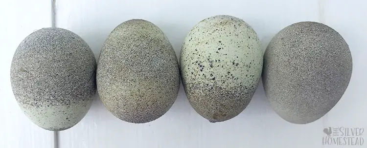 weird quail eggs celadon gray moon rock quail egg with gritty texture grey lavender speckled olive egger easter egger