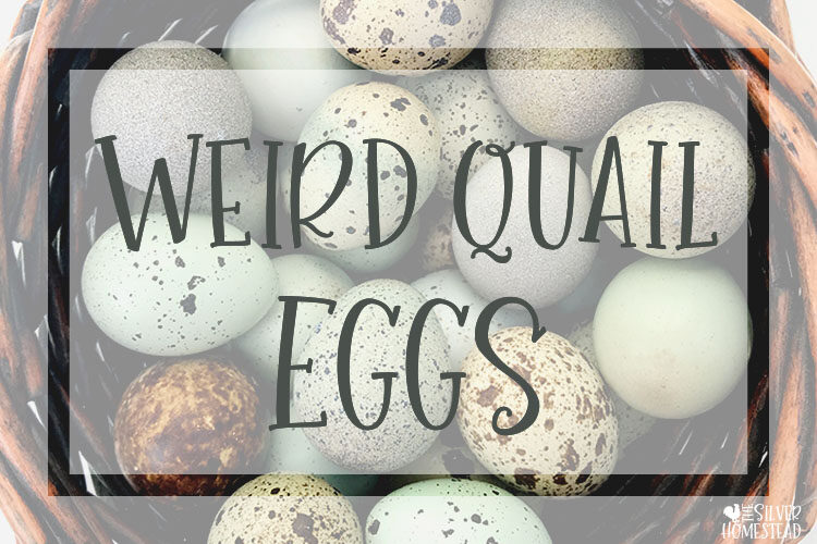 Weird Coturnix Quail Eggs {with pictures!}