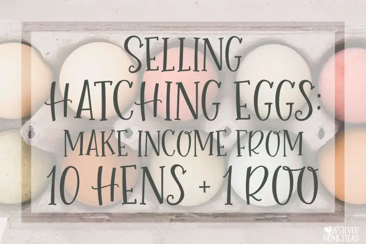 colorful blue, green, brown, cream, peach and pink Easter Egger chicken eggs in a pulp egg carton with text that reads Selling Hatching Eggs Make income from 10 hens and 1 rooster 