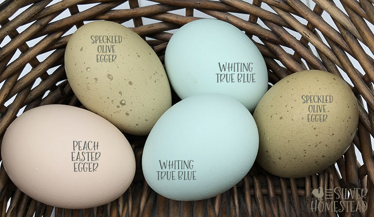 Question of the Week: Why Are My Eggs All Different Colors and Sizes?