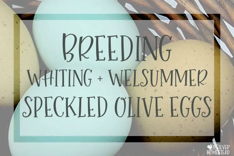 breeding whiting true blue welsummer speckled olive egger eggs F1 F2 BC1 BC1 back cross
