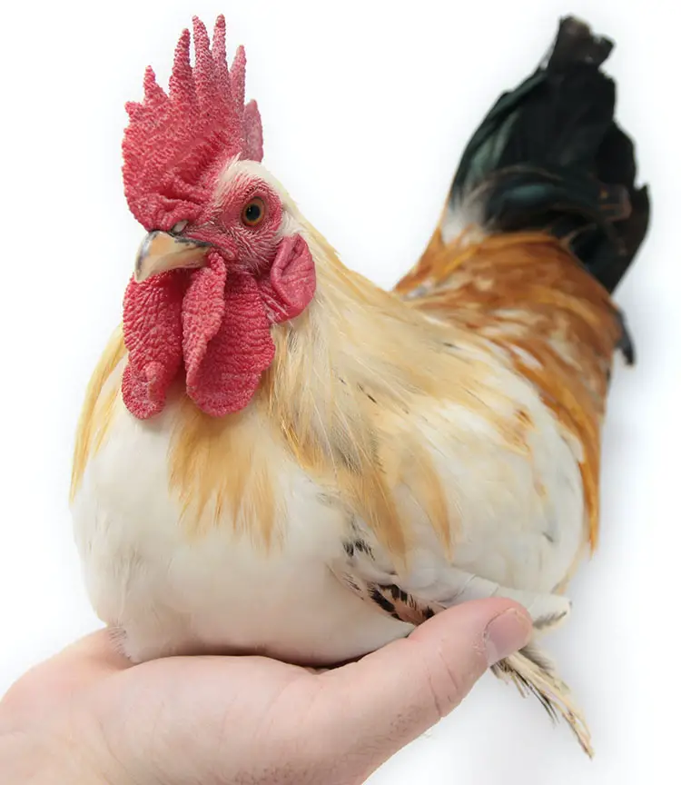 Bantam (Miniature) Chickens: Small, Quiet Egg Layers bantam rooster