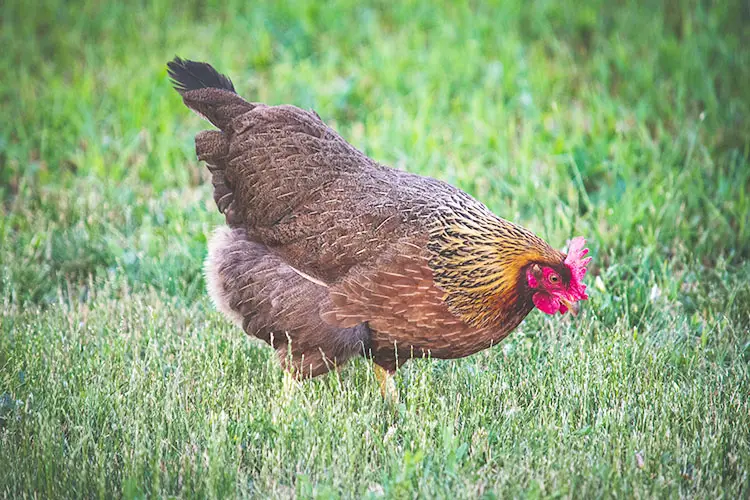 a Welsummer hen standing in grass in summer time heat