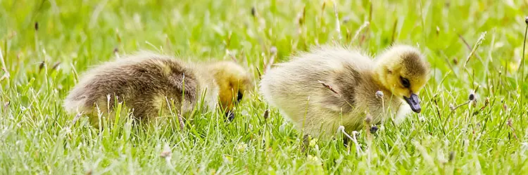 Leaving the Suburbs and Moving to the Country ducklings in pasture grass