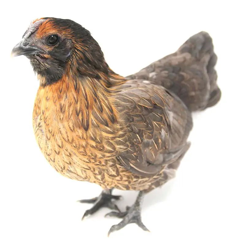 Bantam (Miniature) Chickens: Small, Quiet Egg Layers - Silver Homestead