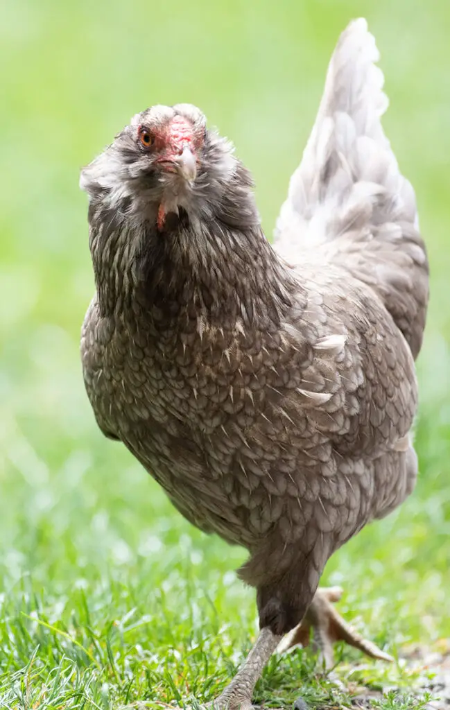 The Easiest Chicken Breed: Easter Eggers - Silver Homestead