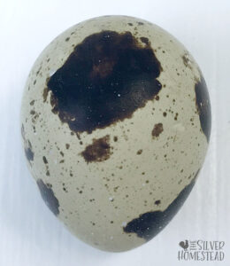 Weird Coturnix Quail Eggs {with pictures!} - Silver Homestead