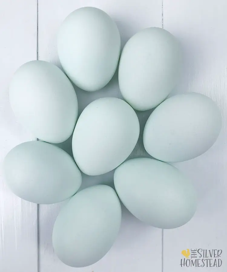 Whiting True Blues blue eggs purebred chicks hatching eggs