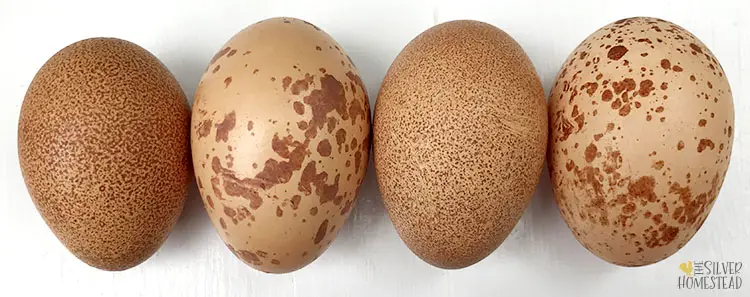 Purebred welsummer eggs heavy speckling erratic unique unusual pattern splatter paint