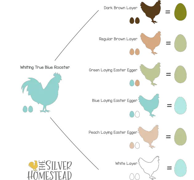 Whiting True Blues rooster breeding chart egg color crossing hybrid easter egger