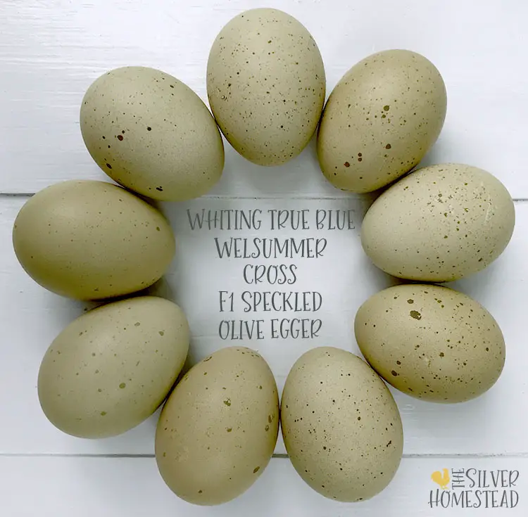 Purebred whiting true blue eggs crossed with welsummer speckled olive eggs egger Whiting x Welsummer cross chicks eggs chicken egg colors by breed