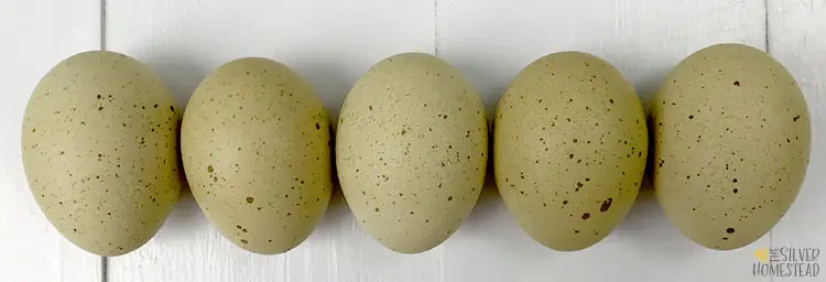 a row of five speckled olive egger green eggs