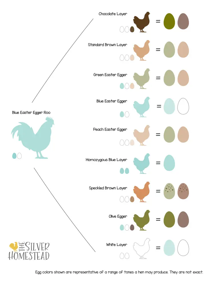 Prairie Bluebell Egger chicken breeding chart graphic what you get with a prairie bluebell egger rooster male cockerel breed him to flock of girld hens pullets females rainbow egg basket breeding color chart chicken egg color by breed olive egger speckled easter egger guaranteed blue egg layer laying Prairie Bluebell Egger blue eggs and olive eggs together in a teal pulp egg carton olive egger vibrant bright blue egg layer heterozygous easter egger guaranteed blue egg layer breed pullet hen rare feather colors blue eggs