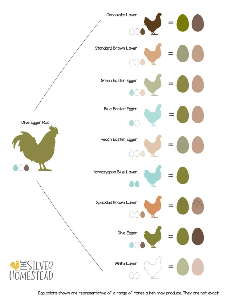Selecting an Olive Egger Rooster - Silver Homestead