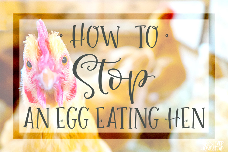 How to Stop an Egg Eating Hen