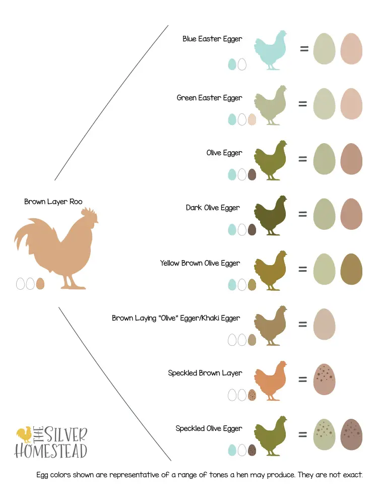 brown layer rooster roo breeding infographic graphic egg colors by breed breeder visual genes genetics chart tan tinted light dark buff orpington barred rock rhode island red 