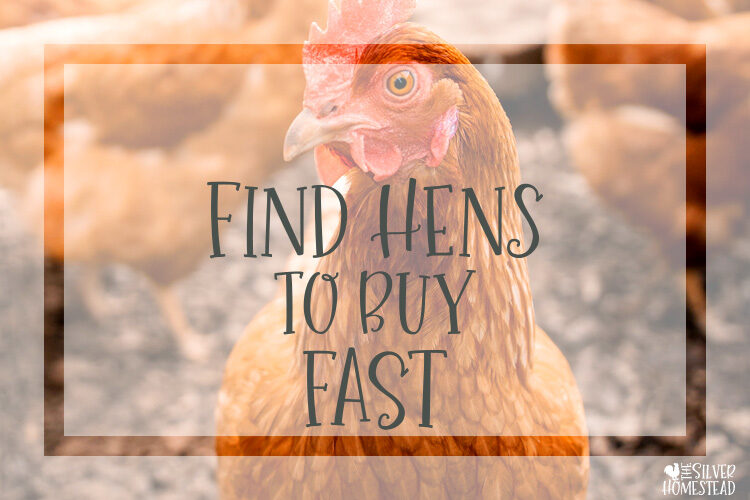 How to Find Hens to Buy Fast