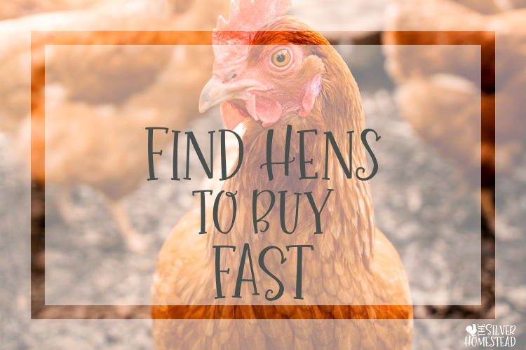 how to find chickens laying hens pullets females to buy fast emergency food homestead local farm backyard chicken chicks keeping