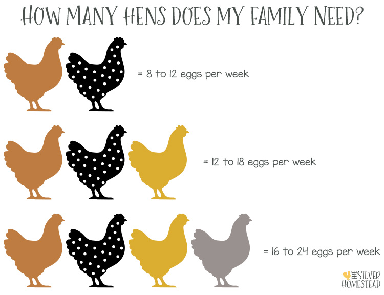 how many chicken laying hens does my family need for dozen eggs each week to keep birds 