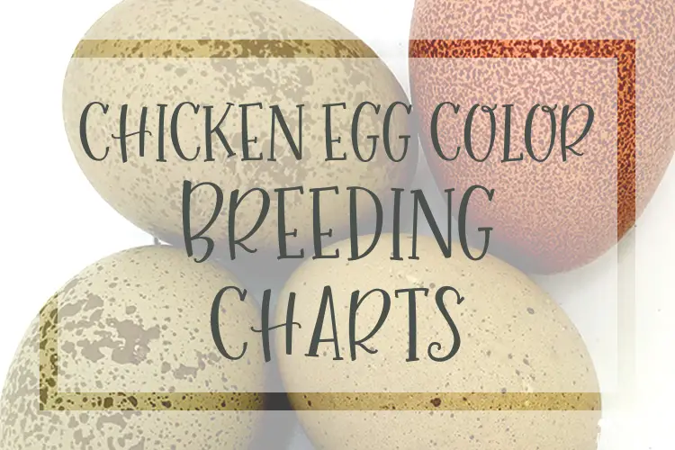 chicken egg color breeding charts