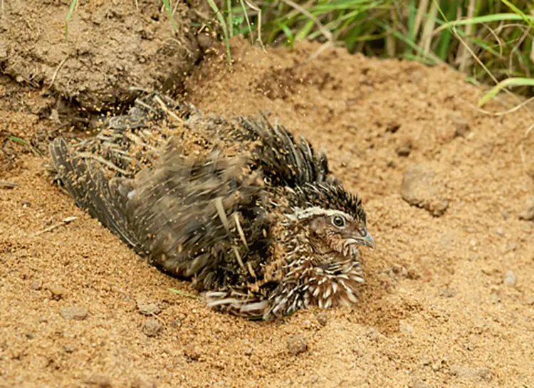 coturnix quail dust bathing in play sand