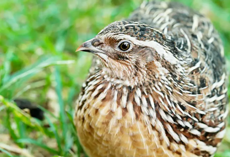 coturnix quail pharaph rooster