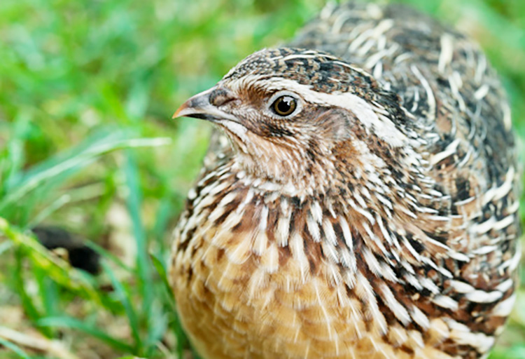 Coffee Pot - Quail and Millet