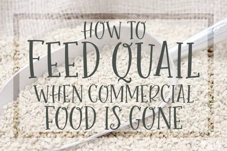 how to feed backyard quail when commercial feed is gone