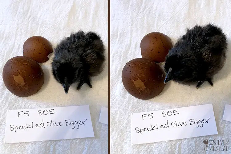 F5 speckled olive egger chick soe