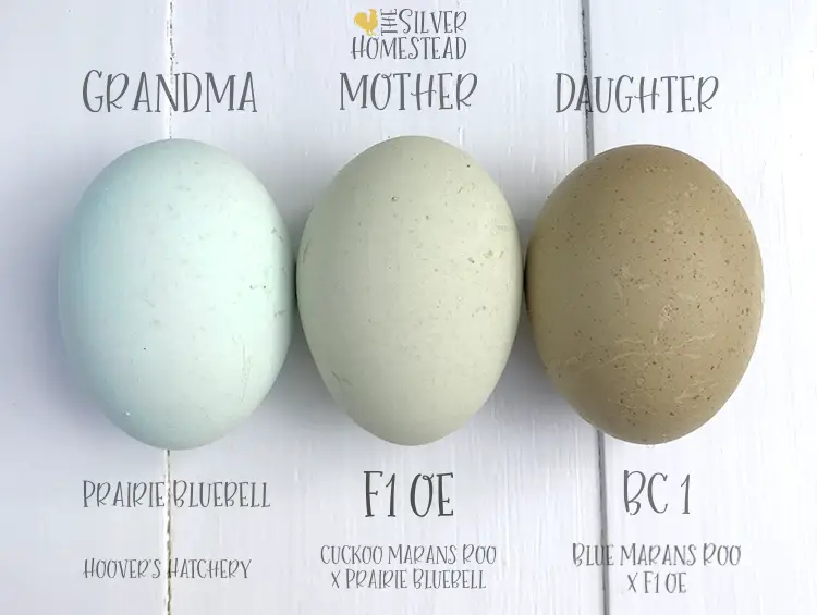 Prairie Bluebell Olive Eggers breeding egg color blue