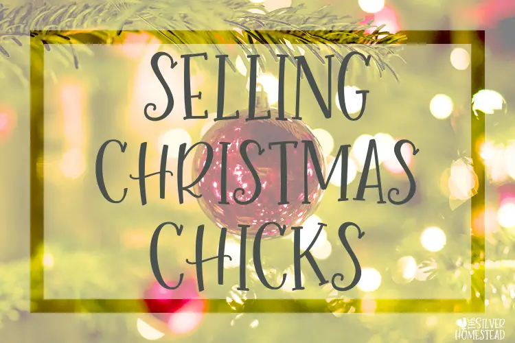 Selling Christmas Chicks