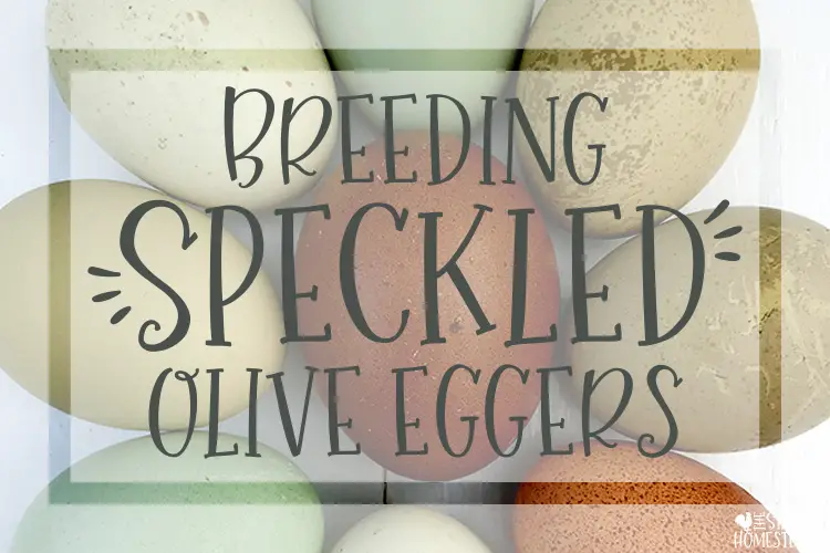 Breeding Speckled Olive Eggers