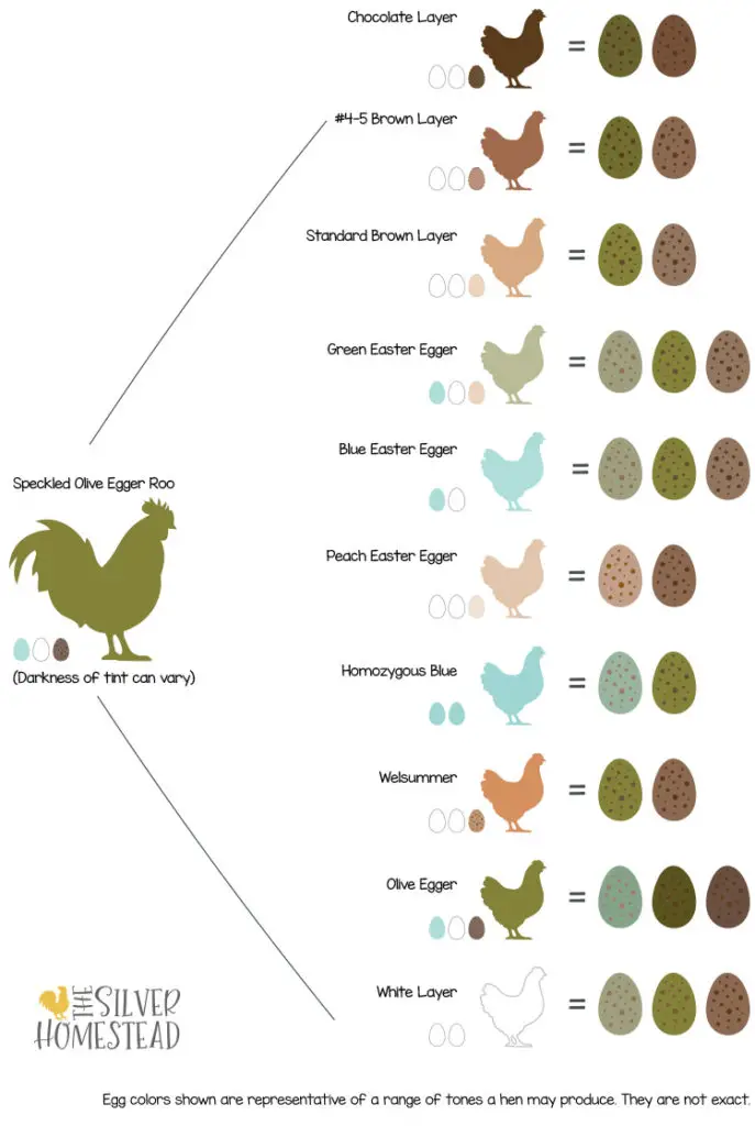 Breeding Speckled Olive Eggers chart graphic breeder help genetics genes