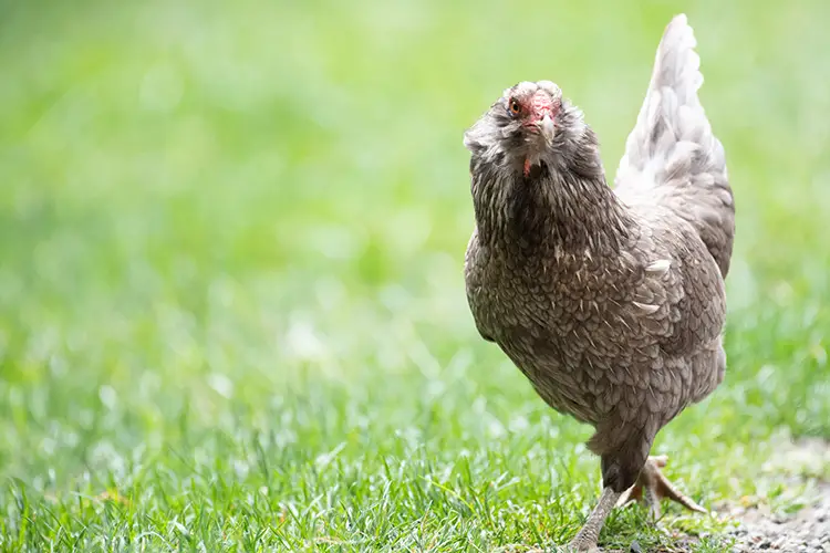 An olive egger hen with gray feathers on grass