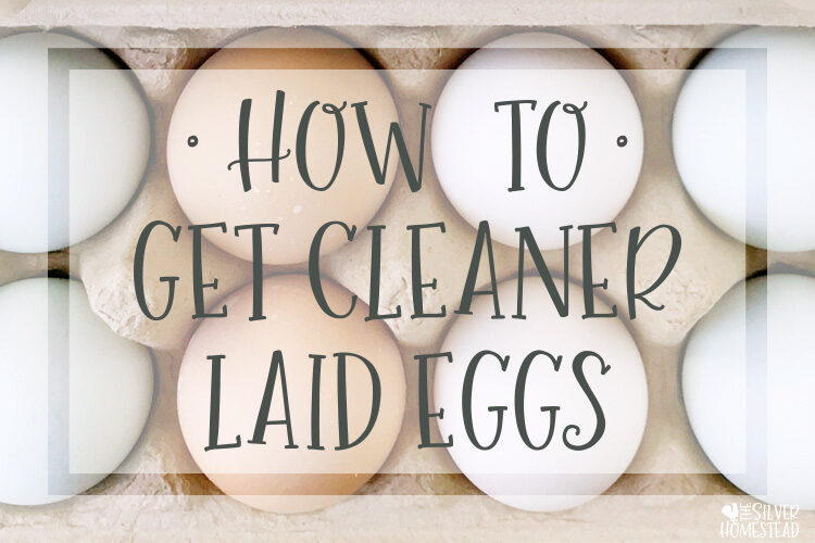 How To Get Cleaner Laid Eggs