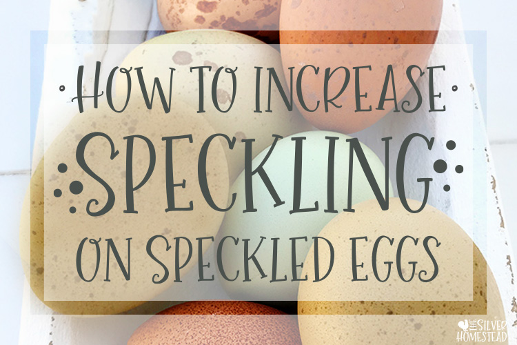 How to Get Speckling to Show Up on Eggs