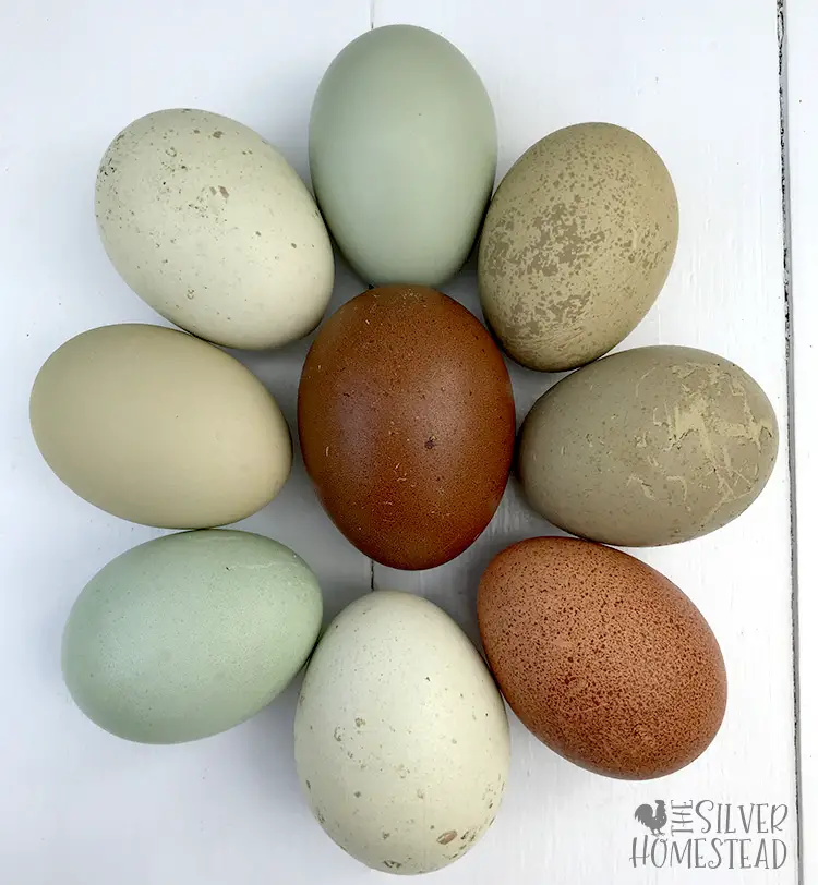 Breeding Speckled Olive Eggers - Silver Homestead