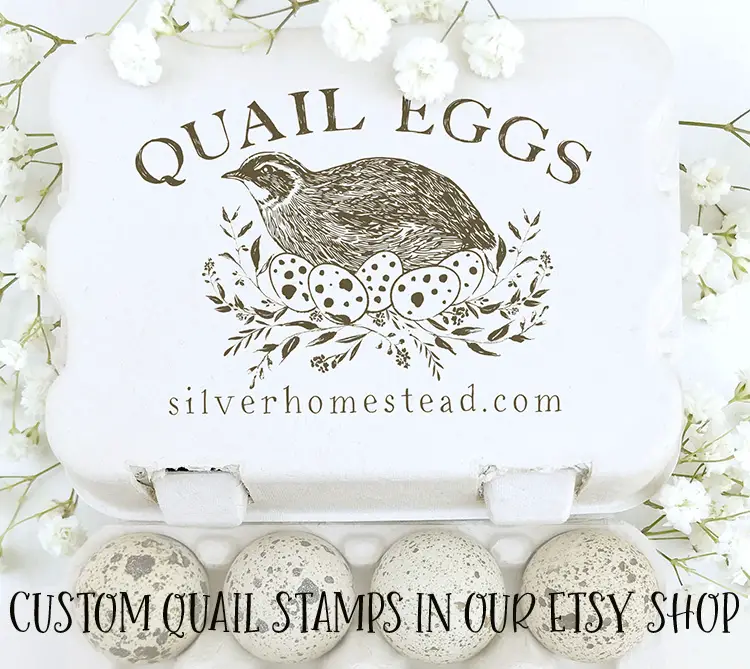 coturnix quail egg carton for standard and speckled celadon eggs stamp