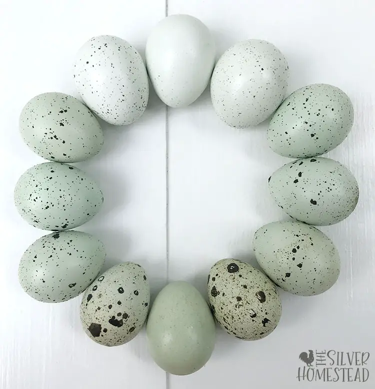 a circle of differing blue shades of coturnix quail eggs laid by celadon quail and most have speckles on the shells