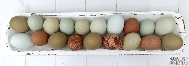 a picture of two dozen blue, green, olive, speckled olive, sea foam green, sea glass blue, speckled Easter eggs and speckled brown eggs in a white trough 