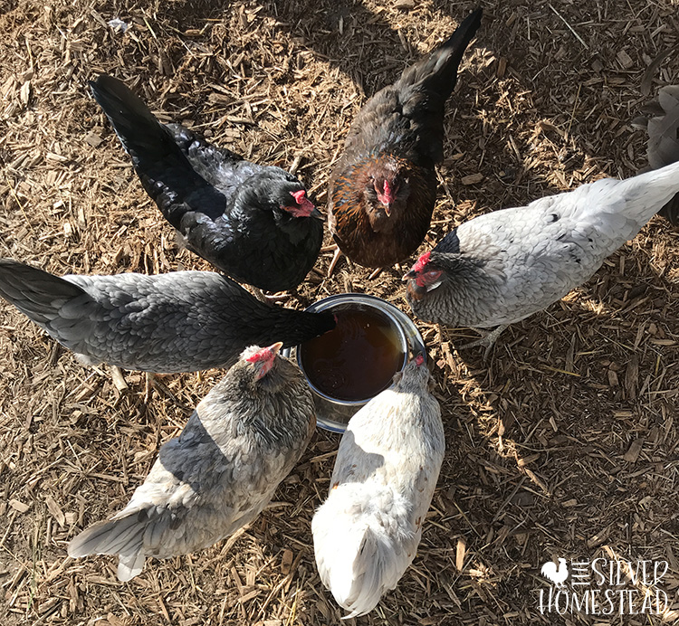 Thomas Whiting is Obsessed with Creating the Perfect Chicken Feathers