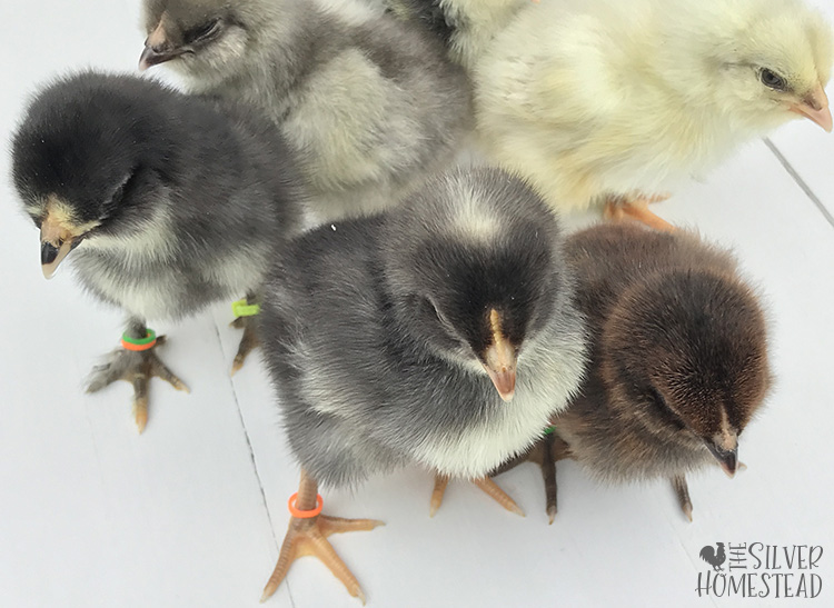 Baby Chicks: Gold Kissed Granite Olive Egger - My Pet Chicken