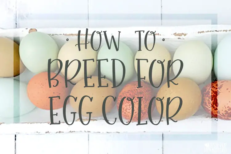 a picture of blue, green, olive, seafoam, sea glass and speckled brown eggs in a white trough that reads How to Breed for chicken Egg Color