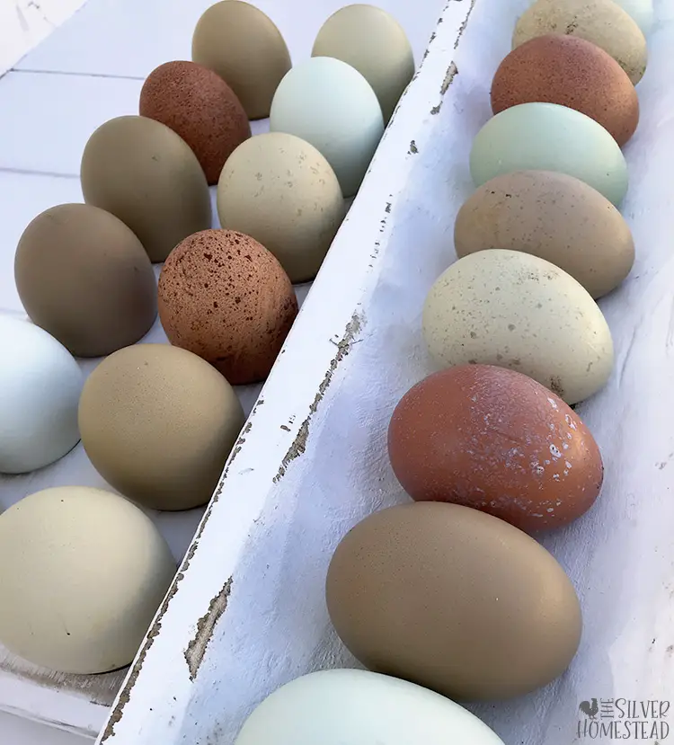 speckled olive egger brown eggs Brown Laying Olive Eggers dark brown speckled chocolate eggs speckled olive