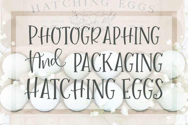 Photographing, Packaging and Selling Hatching Eggs